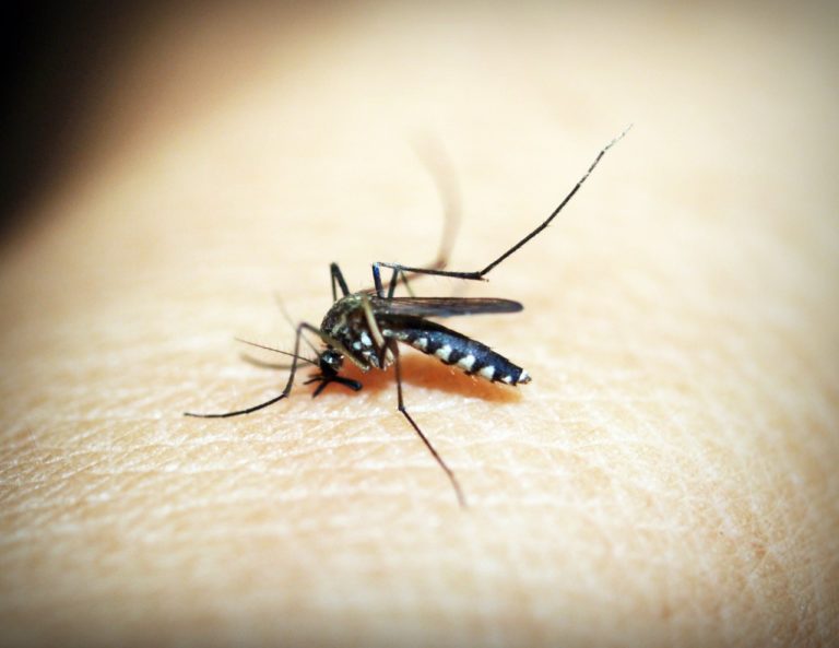 Em tempos de Coronavírus, Quedas em alerta com novo surto de dengue