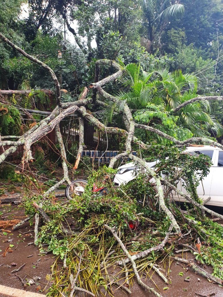 Árvore cai sobre veículos no centro de Quedas do Iguaçu