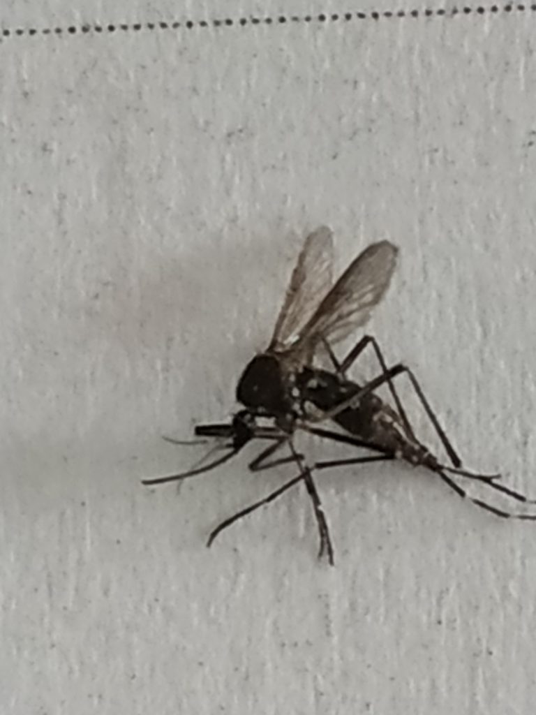 Dengue Boletim Epidemiológico Quedas do Iguaçu (22/07/2022)