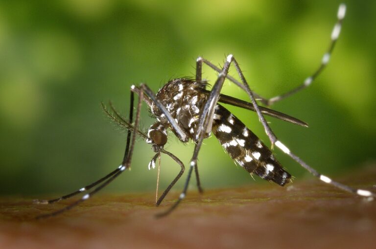 Boletim Epidemiológico Dengue Quedas do Iguaçu (13/03/2024)