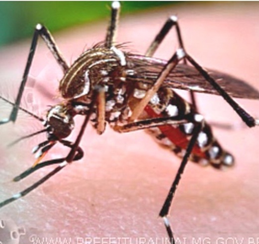 Dengue: Boletim Epidemiológico 19/02/2024 (Quedas do Iguaçu)